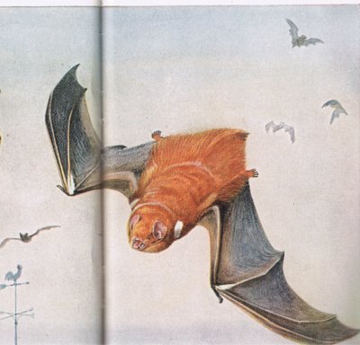 Red Bat by Louis Agassiz Fuertes